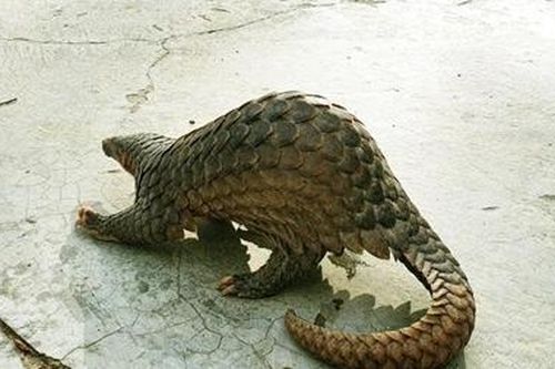Một người dân tự nguyện giao nộp cho kiểm lâm con tê tê vàng