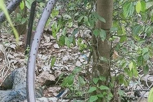Người đàn ông được phát hiện chết trong rẫy tiêu