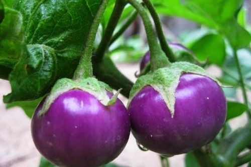 Cà tím thuốc quý nhưng không phải ai cũng ăn được
