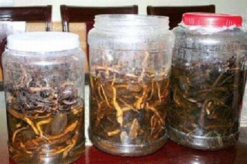 Rượu thuốc ngâm lá cây chữa bệnh có tốt?