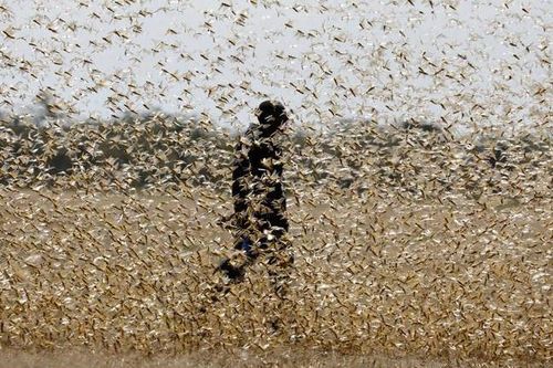 Đại dịch châu chấu chưa có hồi kết ở Đông Phi