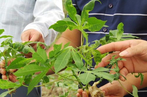 180 ha sắn ở Quỳ Châu bị mắc bệnh khảm lá phải nhổ bỏ