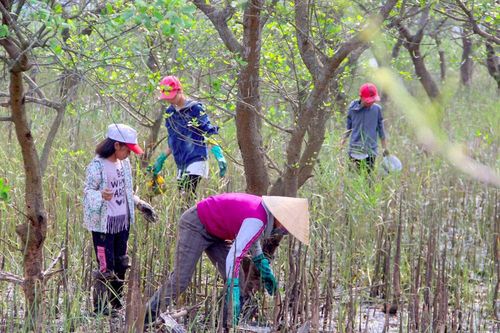 Lội bùn 'săn cáy' nơi rừng bần thành Vinh