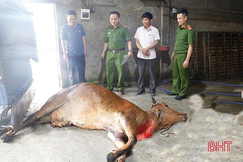 Mua bán, giết mổ 'chui' gia súc khác gì phá hại công tác phòng dịch ở Hà Tĩnh