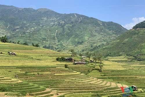 Vùng cao Yên Bái vào 'mùa vàng'- mùa đẹp nhất trong năm
