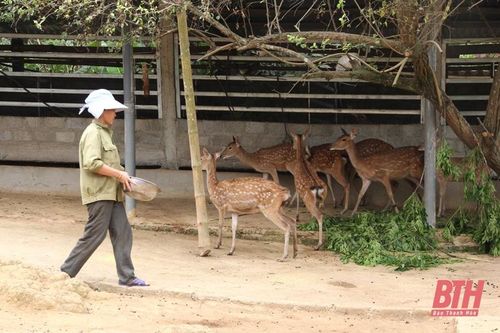 Triển vọng từ mô hình nuôi hươu tại huyện Như Thanh
