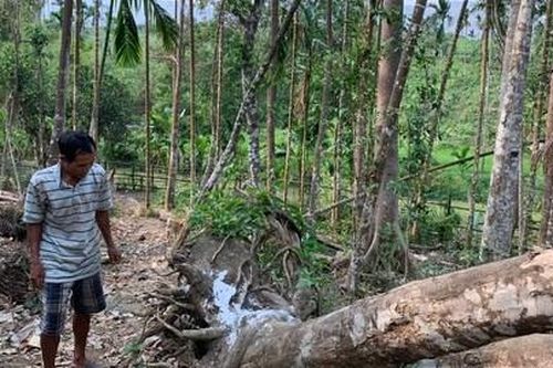 Tan giấc mộng tỷ phú từ cây dó bầu