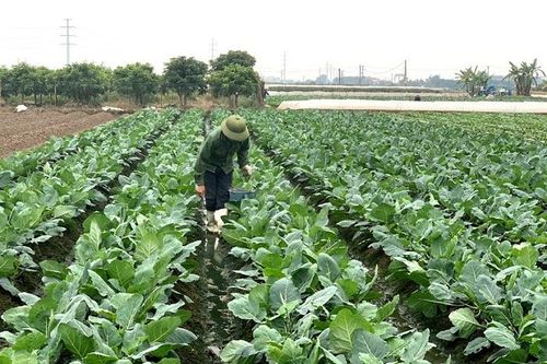 Đông Anh đẩy mạnh sản xuất rau hữu cơ