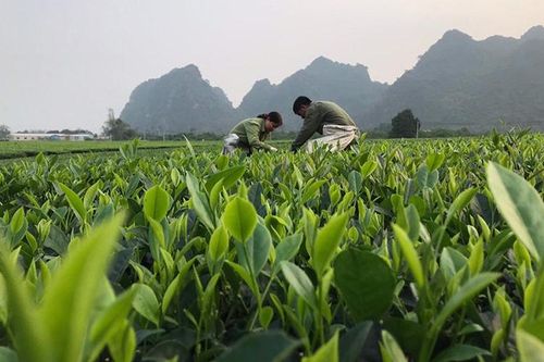 Mở rộng sản xuất nông nghiệp hữu cơ