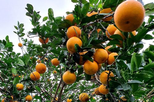 Bài 3: Bài học phát triển nông nghiệp bền vững