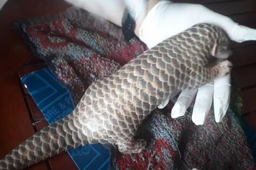 Người dân giao nộp cá thể tê tê vàng quý hiếm