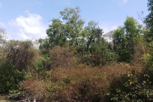Rừng tràm U Minh Hạ cảnh báo nguy cơ cháy cấp cực kỳ nguy hiểm