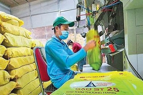Năm doanh nghiệp tại Mỹ đăng ký bảo hộ thương hiệu gạo ST25