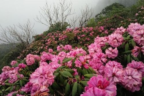 Săn hoa đỗ quyên trên đỉnh Pu Ta Leng
