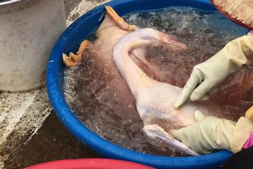 Vặt lông ngan, lông vịt cứ cho một thứ này vào, đản bảo sạch hết lông măng lại khử hết mùi hôi