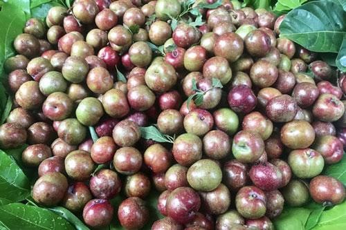 Mẹo chọn mận đầu mùa vừa ngon ngọt mà không sợ bị tẩm hóa chất