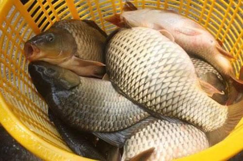 Loại cá 'đại bổ' giàu chất dinh dưỡng bậc nhất, vừa ngon vừa rẻ mà bạn không thể bỏ lỡ