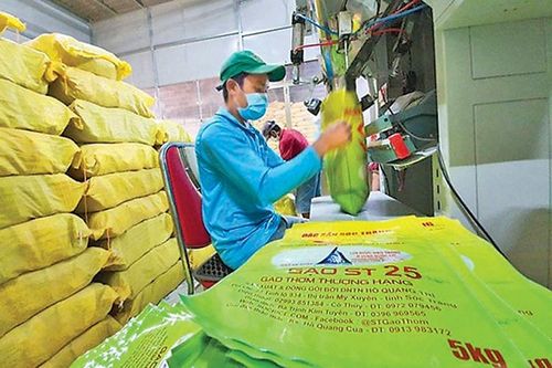 Đăng ký thương hiệu gạo ST25 tại thị trường Mỹ: Doanh nghiệp Việt đừng để chậm chân