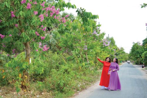 Thương hoài sắc tím bằng lăng!