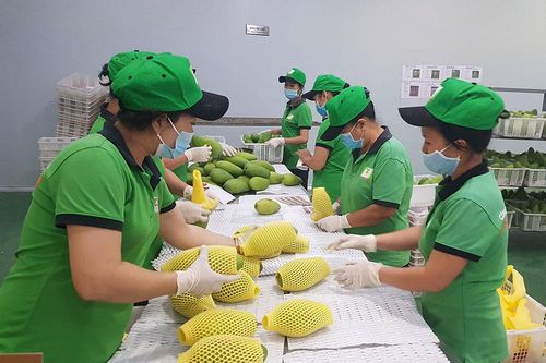 An Giang: Nhiều doanh nghiệp liên kết tiêu thụ cây ăn trái