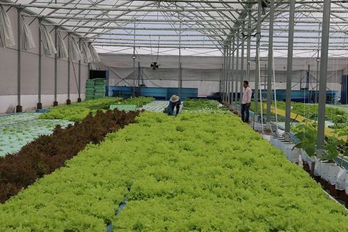 Hướng đến phát triển nông nghiệp, nông thôn theo hướng toàn diện, bền vững