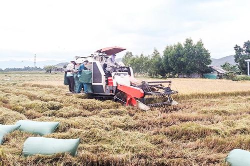 Được mùa lúa đông xuân