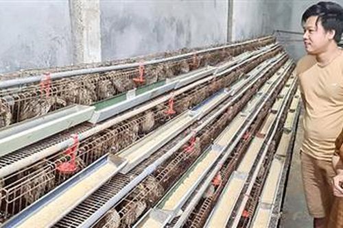 Thu nhập khá từ nuôi chim cút