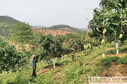 Thuận Châu chăm sóc vùng xoài xuất khẩu