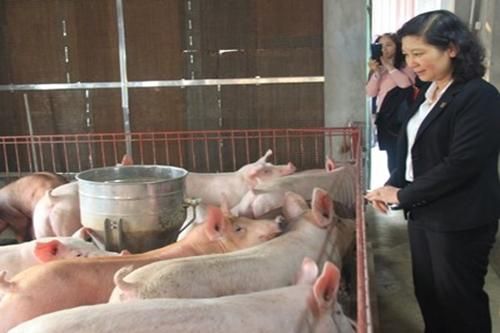 Nhiều đối tượng được miễn thu phí trong chăn nuôi
