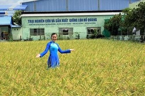 Tiếp tục mang gạo ST24 và ST25 đi thi