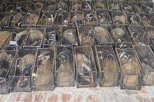 Chi 250 triệu đồng mua 100 con cầy vòi