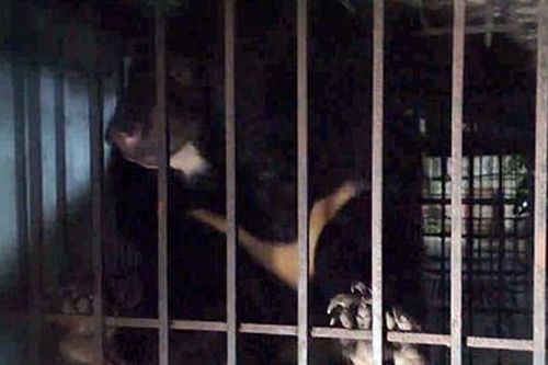 369 cá thể gấu bị nuôi nhốt trong các cơ sở tư nhân