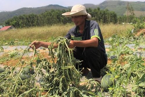 Quảng Nam: Ba sào dưa hấu đến mùa thu hoạch bị kẻ gian phá nát trong đêm