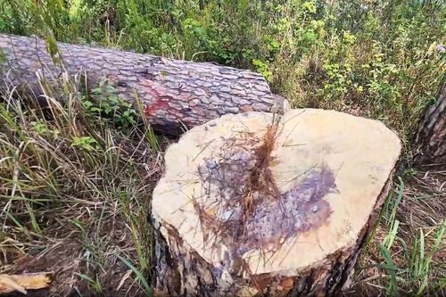 Triệt hạ hàng loạt cây thông trăm tuổi ở trung tâm Đà Lạt