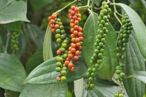 Giá tiêu hôm nay 23/4: Biến động ở Tây Nguyên, nhu cầu giảm, nguồn cung gián đoạn do Covid-19