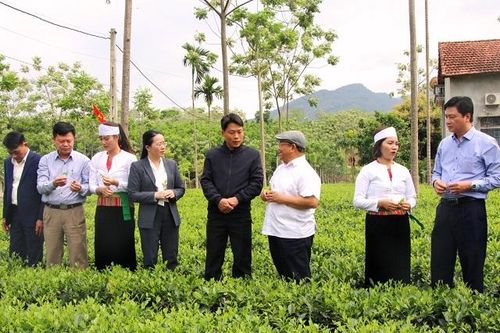 Làm du lịch từ đồi chè