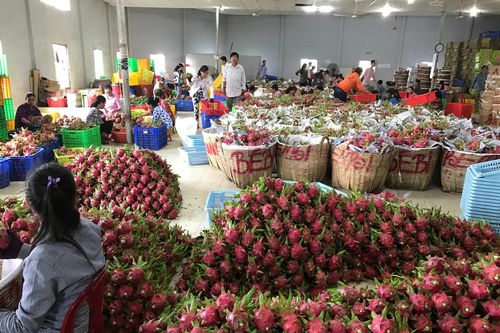 Kỳ 5: Thách thức với ngành hàng được kỳ vọng mang lại gần 10 tỷ USD