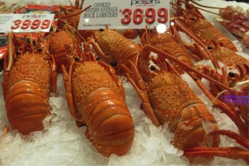 Bắc Kinh 'tung đòn' sốc, tôm hùm đá Australia tìm kiếm thị trường mới