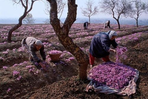 Nhụy hoa đắt đỏ được thu hoạch thế nào để có giá hàng trăm triệu đồng 1kg