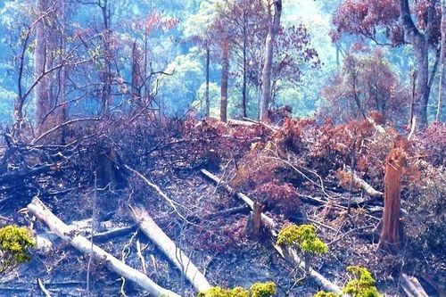Kỷ luật hạt trưởng kiểm lâm để mất rừng