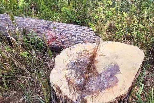 Triệt hạ hàng loạt cây thông trăm tuổi ở trung tâm Đà Lạt