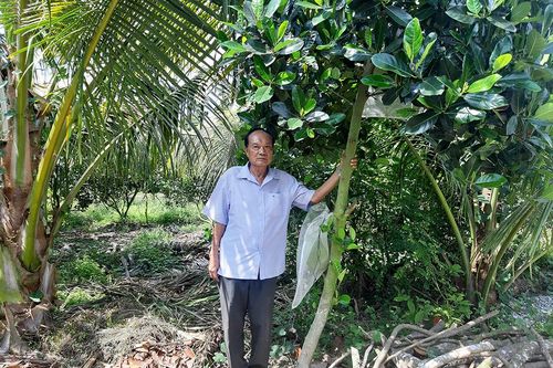 Nông dân Thoại Sơn tích cực chuyển đổi cây trồng