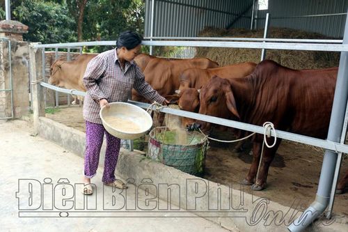 Phát triển chăn nuôi theo hướng tập trung, bền vững