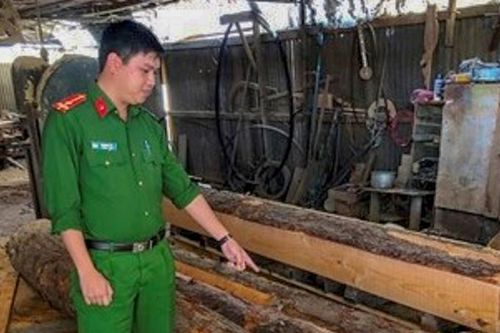 Thuê người cưa thông đưa về xưởng sản xuất