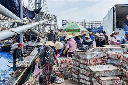 Tập trung khai thác vụ cá Nam