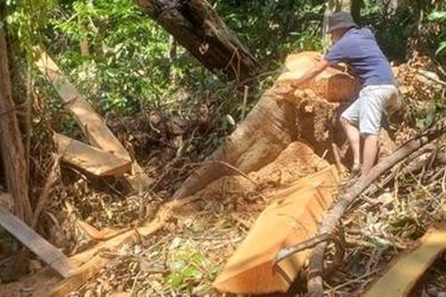 Xã cắt xén tiền của hộ được giao khoán bảo vệ rừng