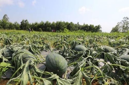 Ruộng dưa hấu của nông dân bị phá hoại, héo chết hàng loạt