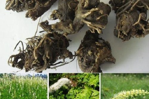 Thăng ma - thuốc giải độc thấu chẩn, thăng dương