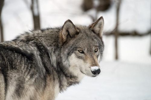 Thượng viện bang Idaho phê chuẩn luật cho phép giết 90% số lượng sói