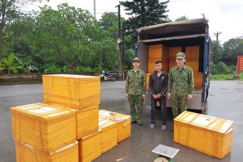 Đồn Biên phòng Pò Hèn bắt giữ vụ vận chuyển 500kg cá tầm nhập lậu